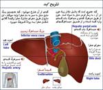 دانلود-پاورپوینت-آناتومی-و-فیزیولوژی-کبد
