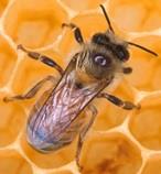 دانلود پاورپوینت طرح توجیهی پرورش زنبور عسل
