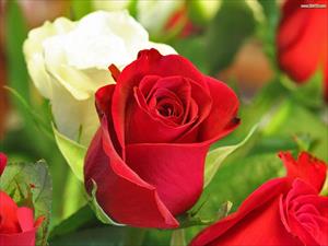 دانلود پاورپوینت تولید گل رز با استفاده از روش بیوتکنولوژی یا کشت بافت