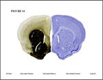اطلس-مغز-موش(همستر)-hamster-brain-atlases
