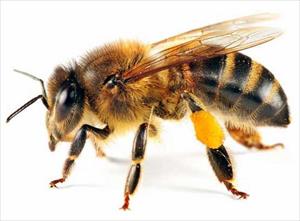 دانلود پاورپوینت جامع زنبور عسل