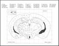 اطلس مغز موش(سوری) mouse brain atlas