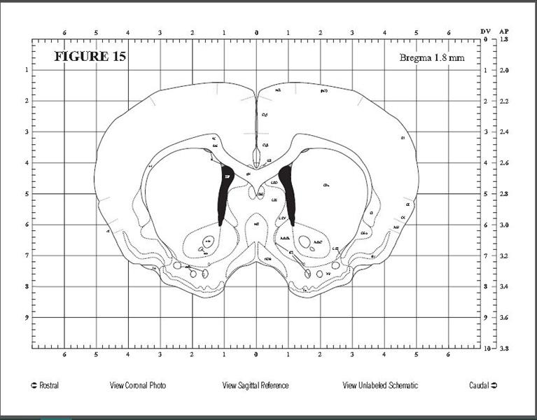 اطلس مغز موش(همستر) hamster brain atlases