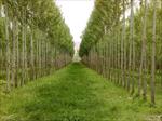 طرح-توجیهی-درباره-زراعت-درخت-صنوبر-و-اُکالیپتوس-برای-تولید-چوب