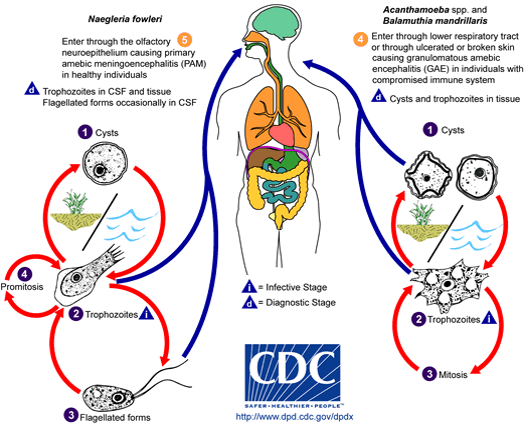 دانلود پاورپوینت بررسی آمیب ها با زندگی آزاد