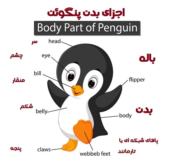 دانلود طرح جابربن حیان جدید در مورد پنگوئن ها