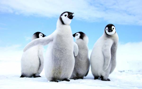 دانلود طرح جابر عجایب پنگوئن ها