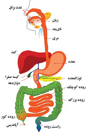دانلود پاورپوینت بررسی مسکن ها وضد التهاب